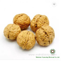 Factory price competitive walnut kernels Light halves